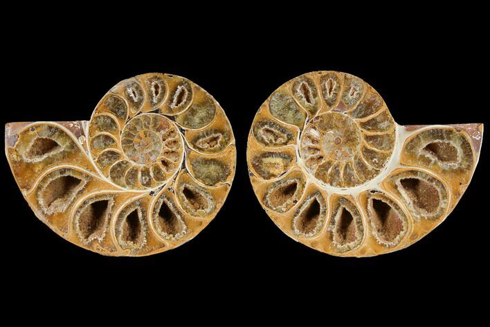 Cut & Polished, Agatized Ammonite Fossil- Jurassic #110767
